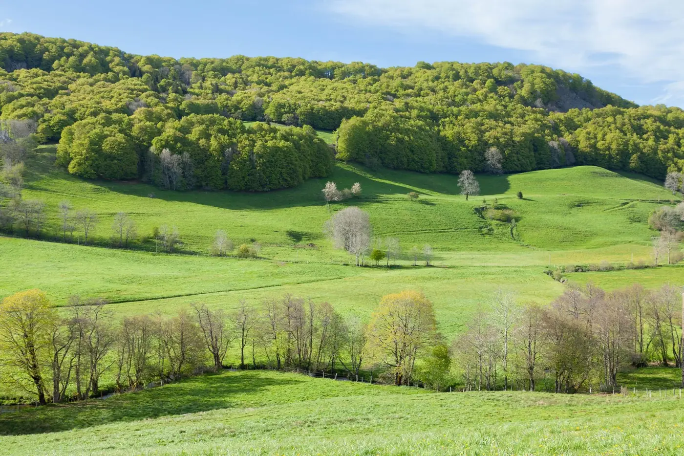 Idyllic green hills and forest in Mont-Dore, Auvergne-Rhône-Alpes, during summer.