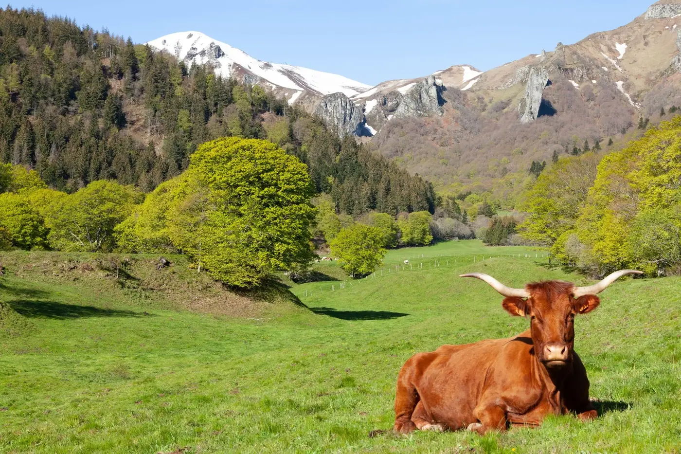 A Highland cow resting in a lush, picturesque valley in Mont-Dore, France, with mountains in the background.