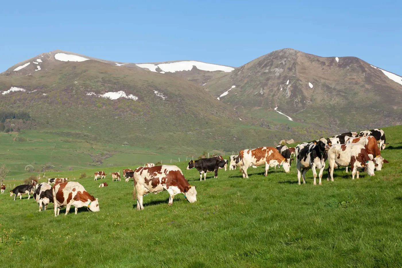 Cows grazing in lush green pastures with Mont-Dore mountains in the background, Auvergne, France.