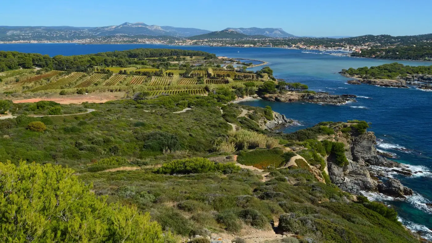 A stunning aerial image capturing lush vineyards and a rugged coastline meeting the blue sea.