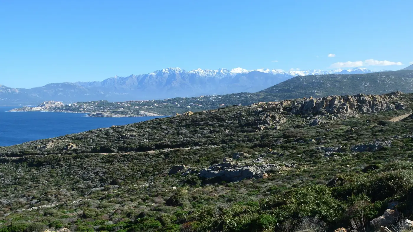Calvi