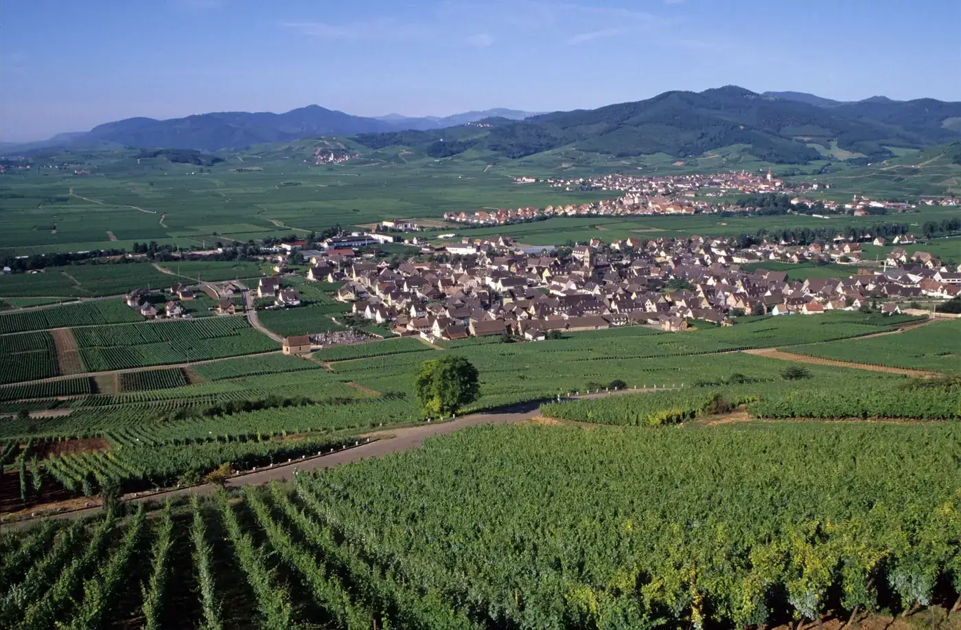 Scenic aerial view of Munster, France with lush vineyards and distant mountains in summer.
