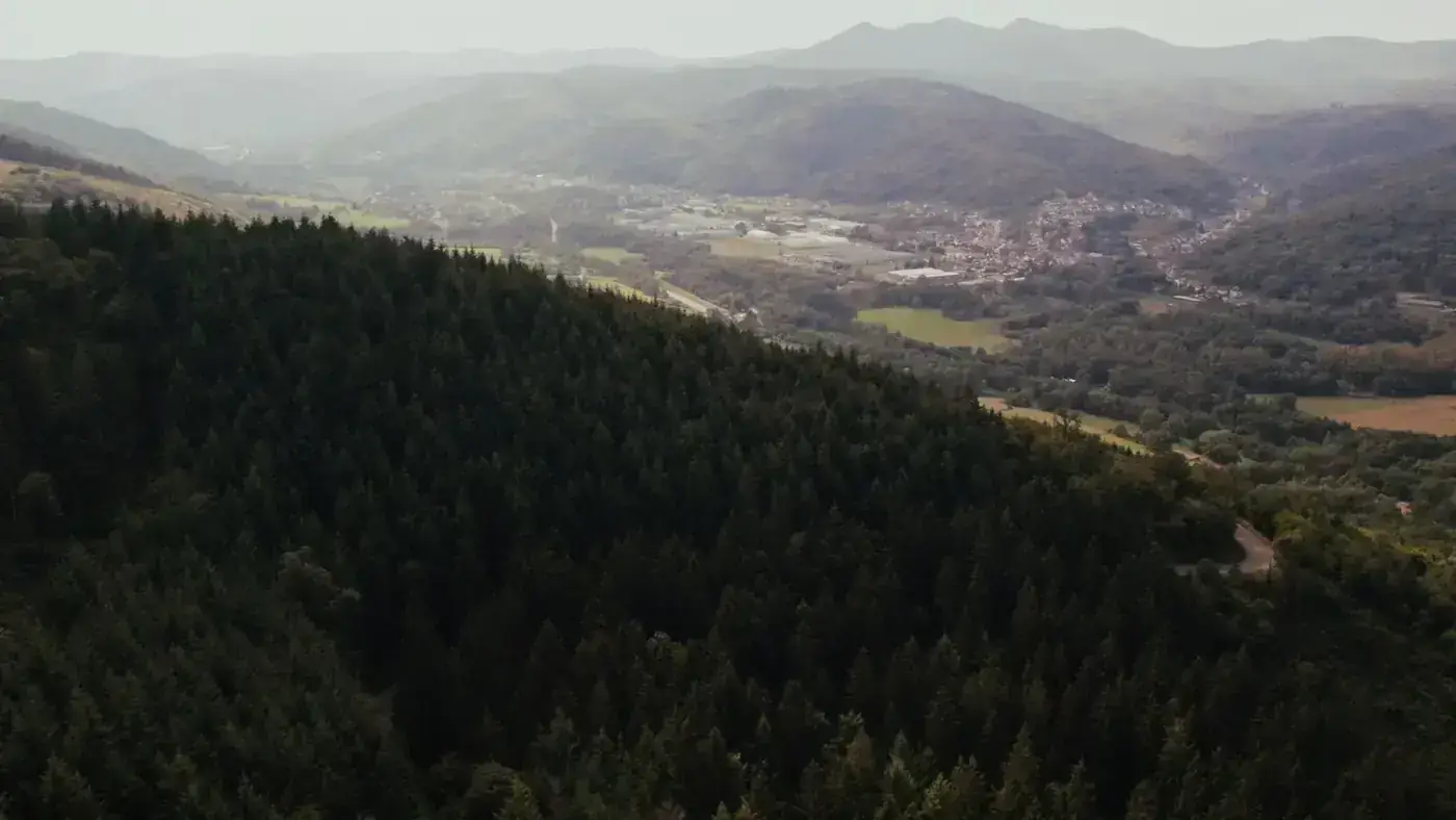 Drone view of Kintzheim forest with lush greenery and distant hills in Grand Est, France.