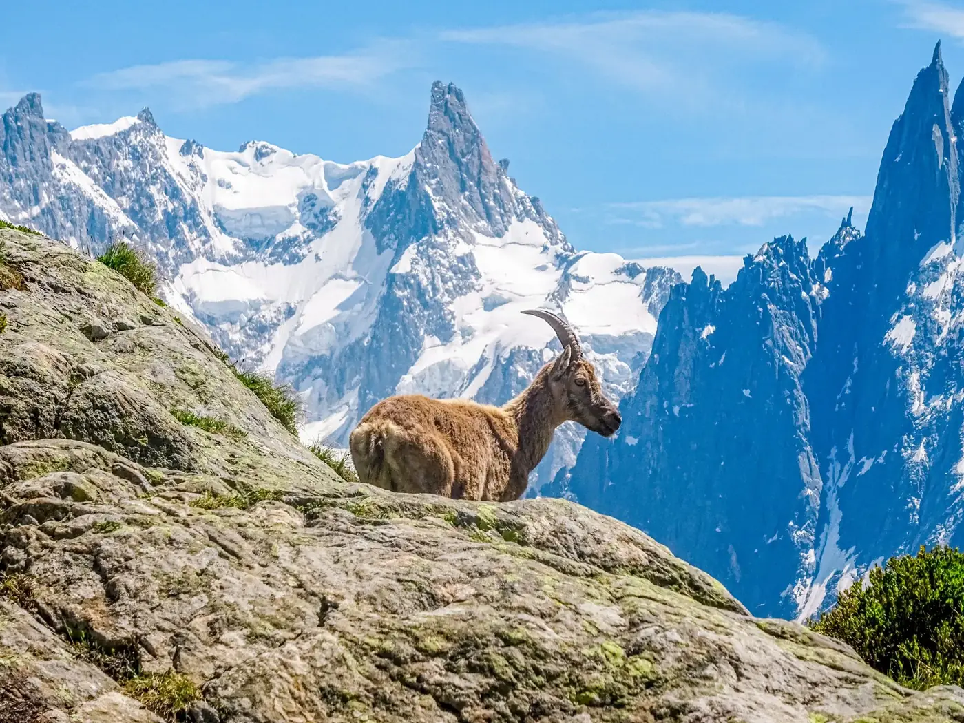 Stunning view of an Alpine ibex in Chamonix-Mont-Blanc, France, with snow-capped peaks.