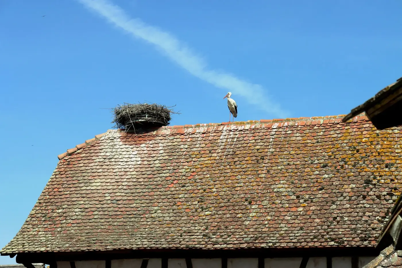 A stork standing near its nest atop a rustic tile roof in Ungersheim, France, under a clear blue sky.